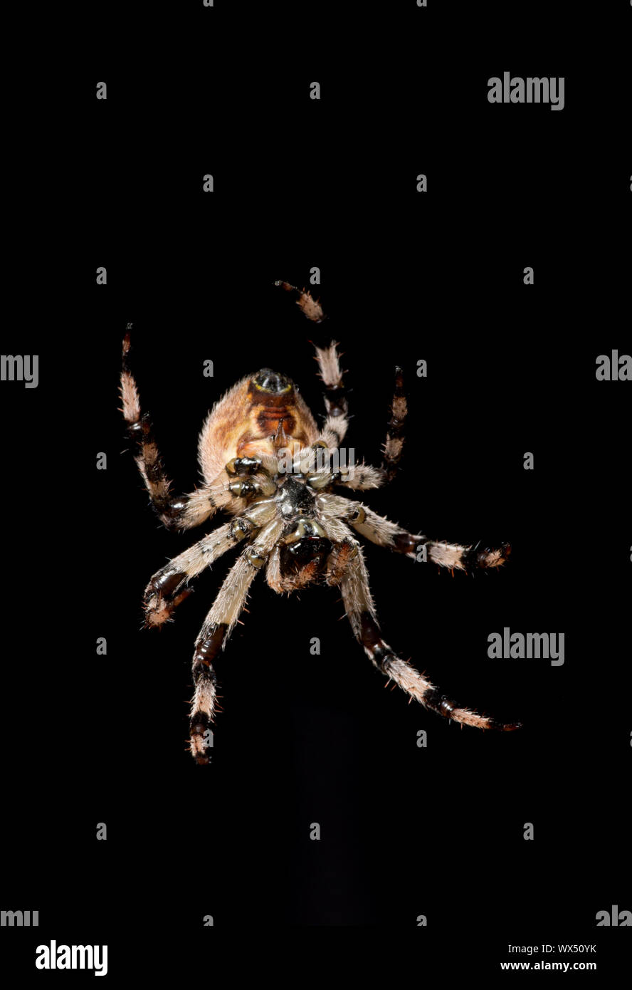 Spider isolated on black background Stock Photo - Alamy