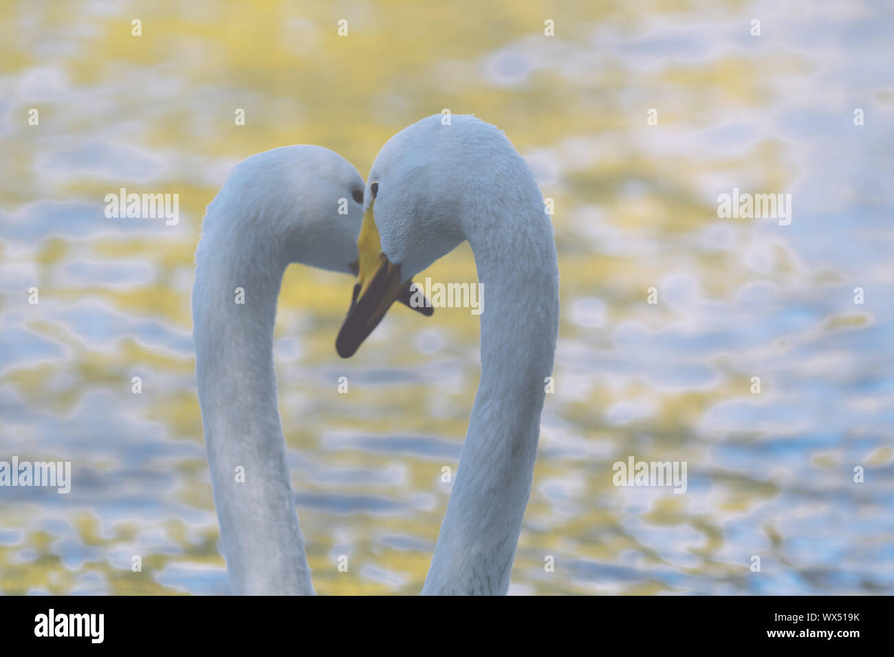 romantic two swans, symbol of love Stock Photo