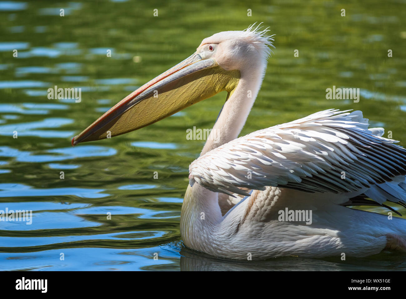 pelican Stock Photo
