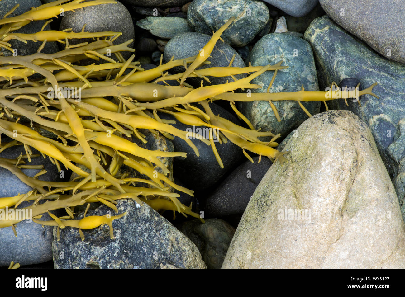 A seaweed of the upper shore in sheltered areas of rocky shores, mainly of western Britain. Stock Photo