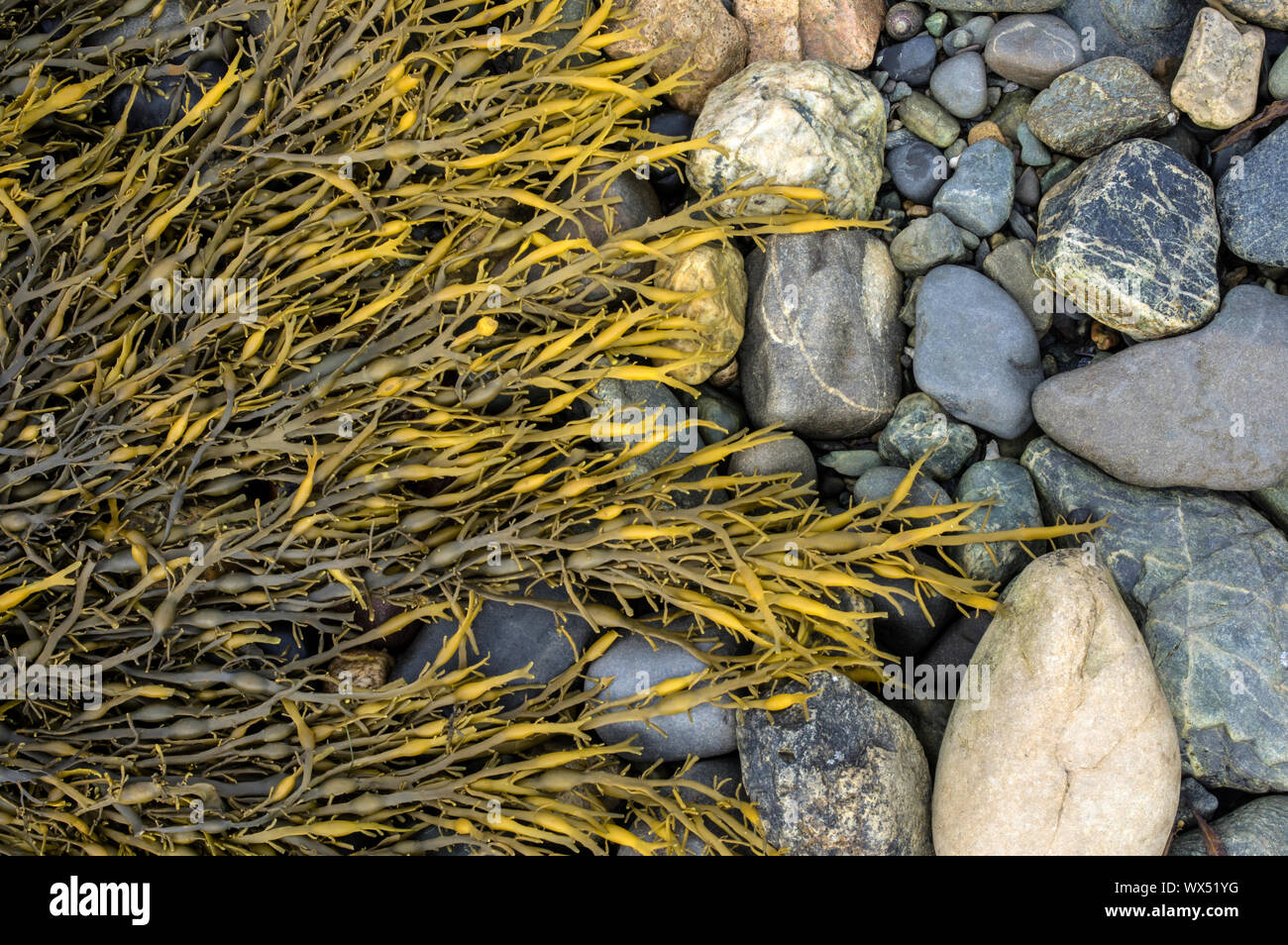 A seaweed of the upper shore in sheltered areas of rocky shores, mainly of western Britain. Stock Photo