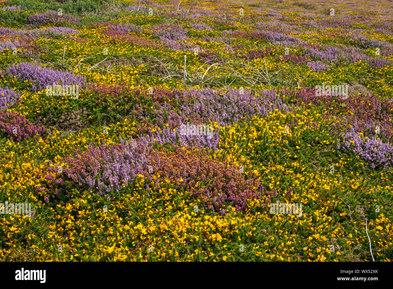 An area of coastal , dominated by heather and gorse, this is a declining habitat supportin a variety of birds, flowers and insects. Stock Photo