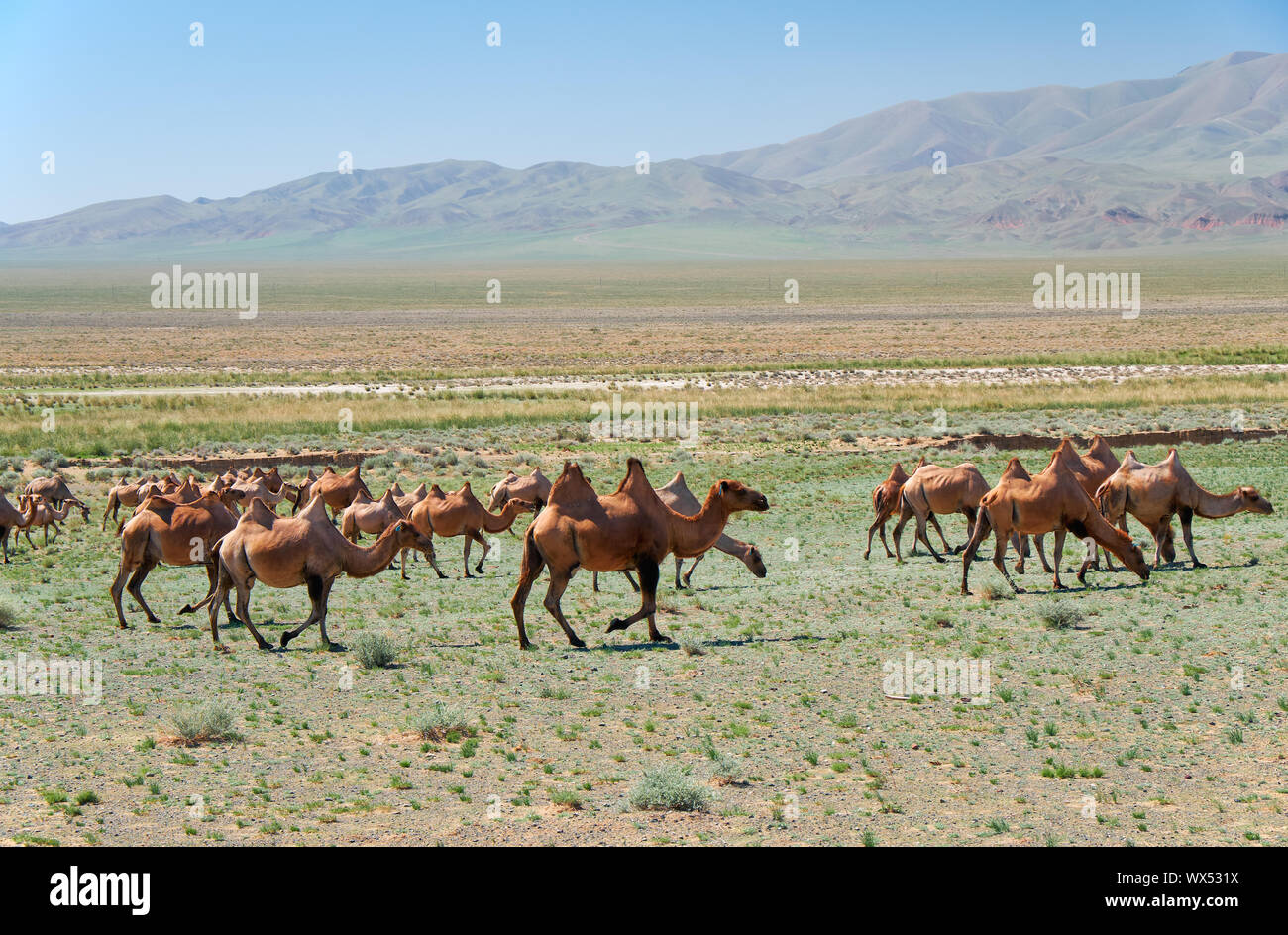 Bactrian camels in mongolian stone desert in Mongolia. Stock Photo