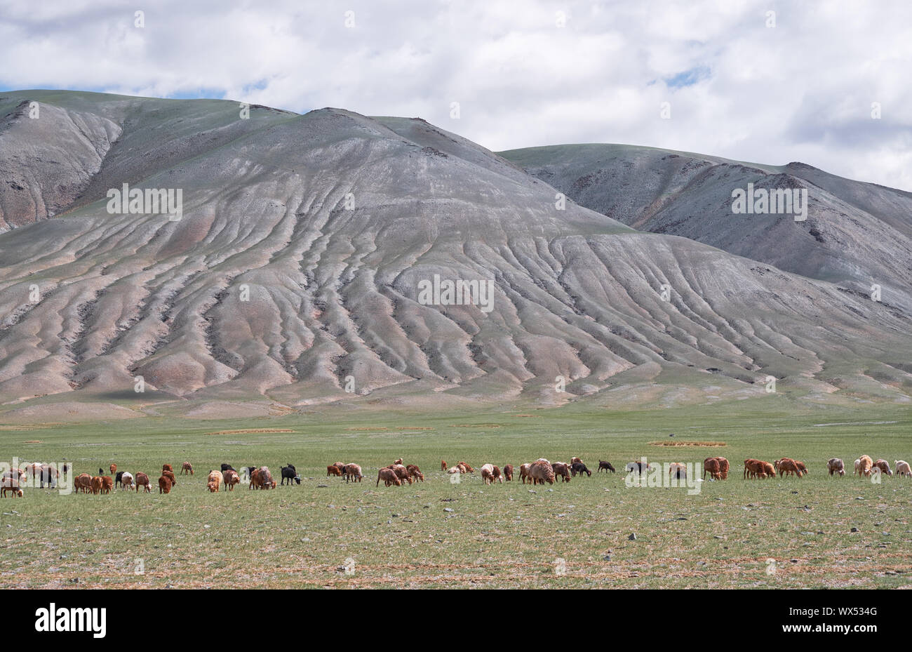 Herd of goats and sheep grazing in pasture in Mongolia Stock Photo - Alamy