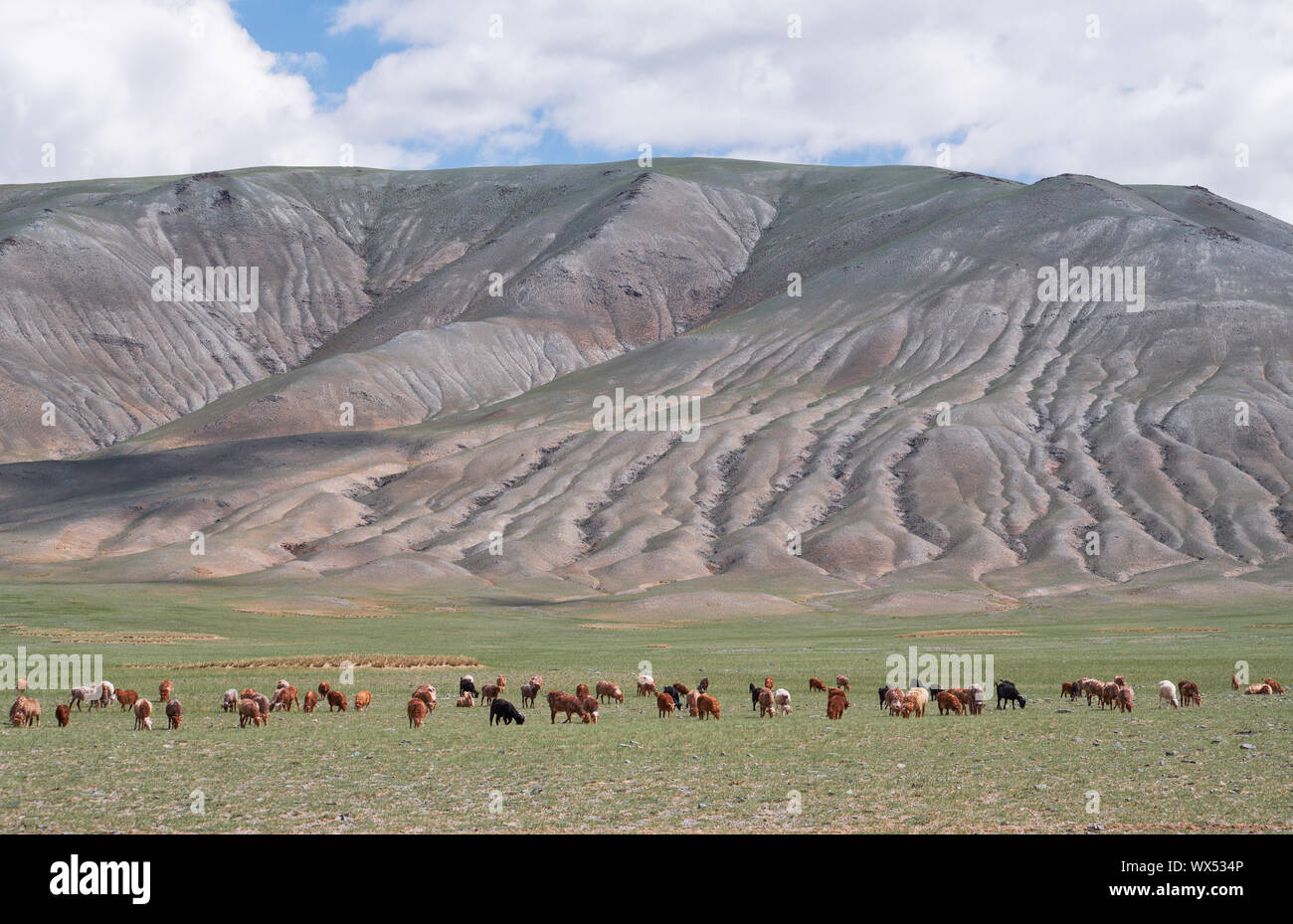 Herd of goats and sheep grazing in pasture in Mongolia Stock Photo - Alamy