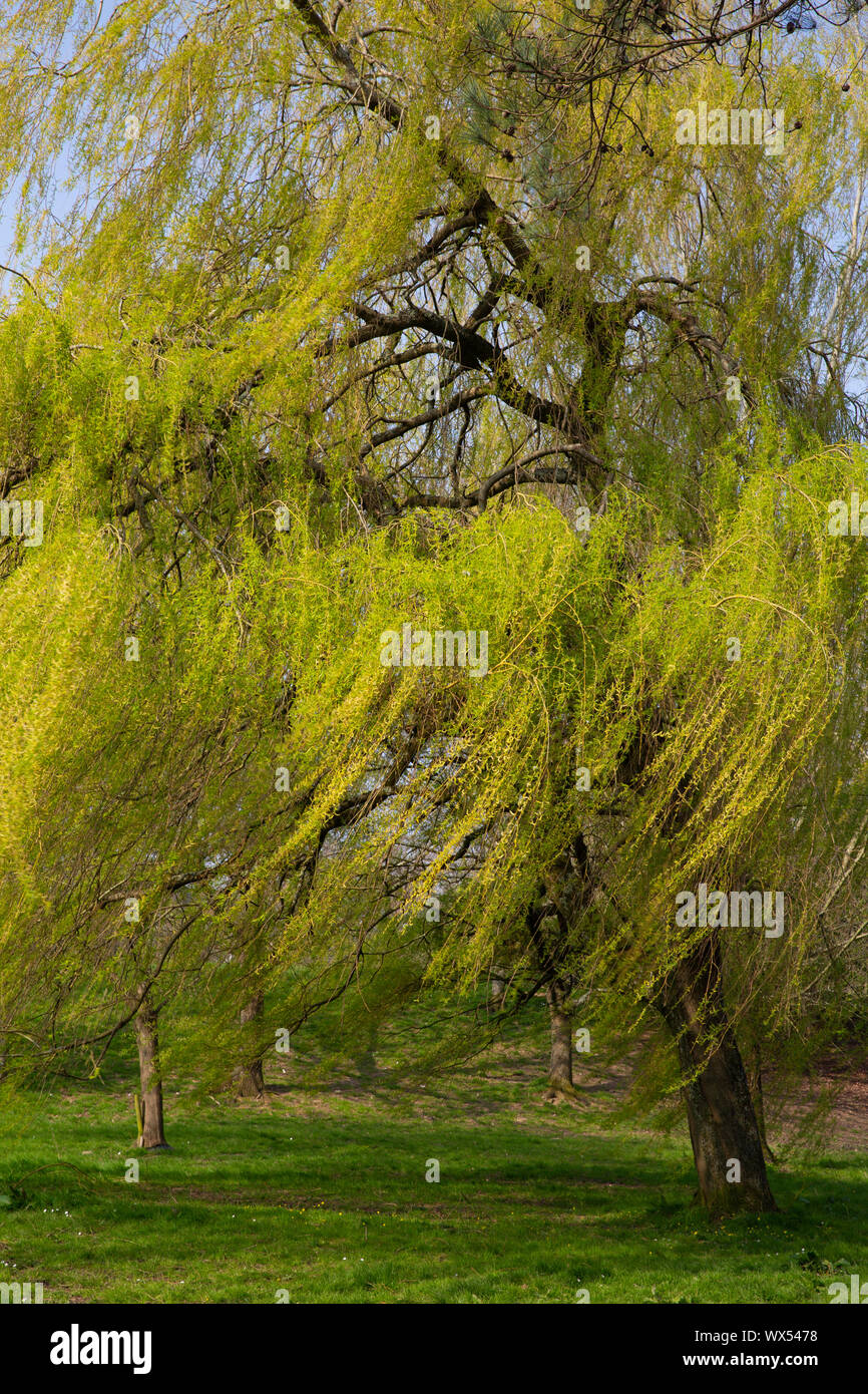 Willow tree blowing in the wind Stock Photo