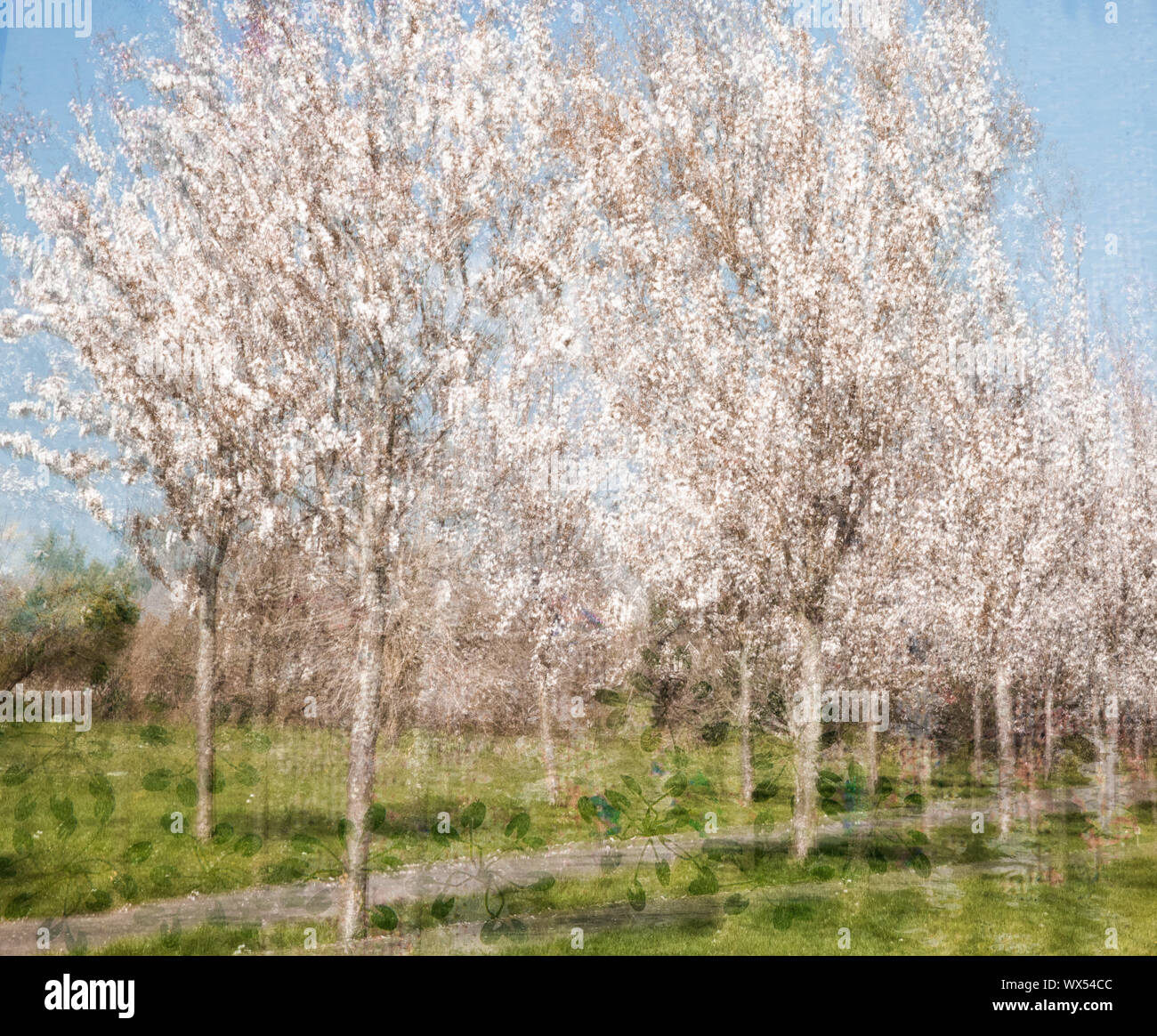 A multiple exposure shot of cherry trees in blossom Stock Photo