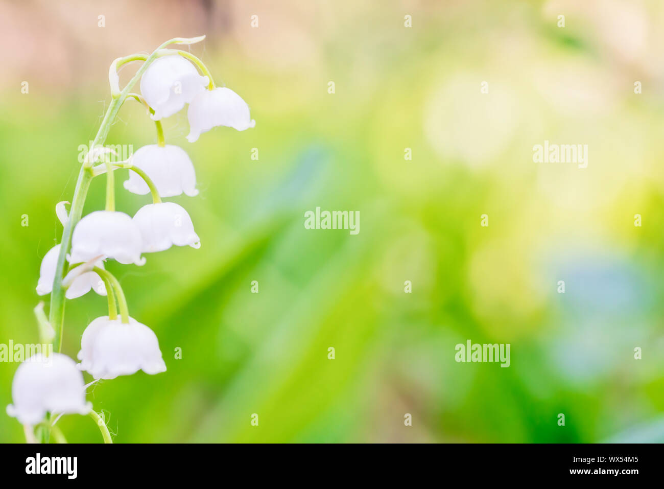 White flowers lily of the valley Stock Photo - Alamy