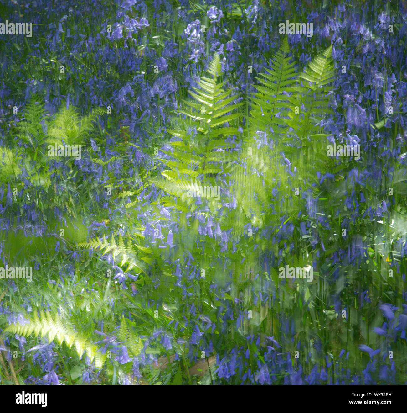 Ferns and bluebells lit by the dappled light Stock Photo