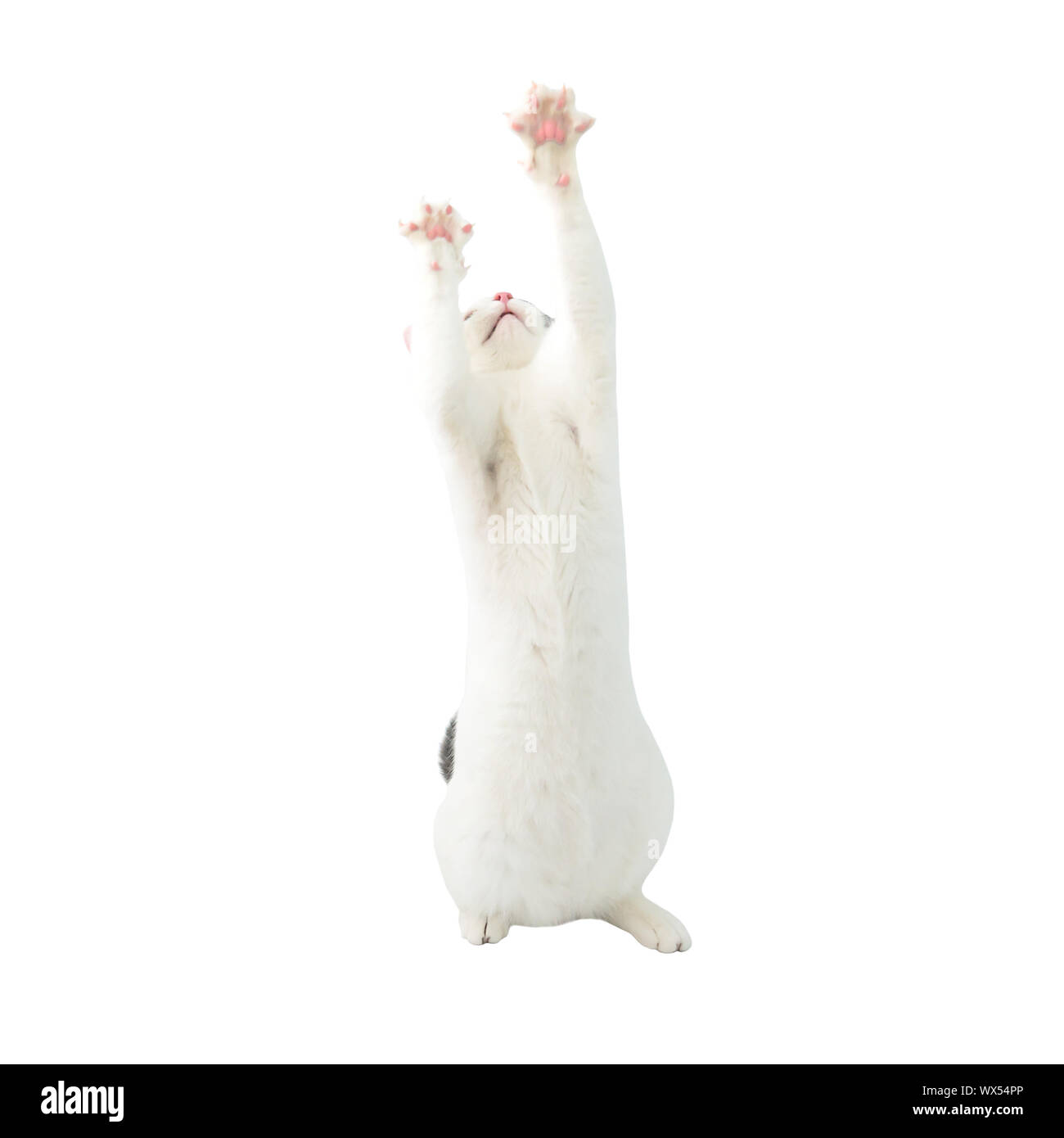 White young cat with black tail Stock Photo