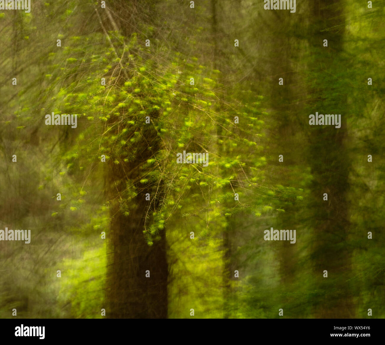 Soft focus of a branch moving in the wind, in a conifer wood Stock Photo
