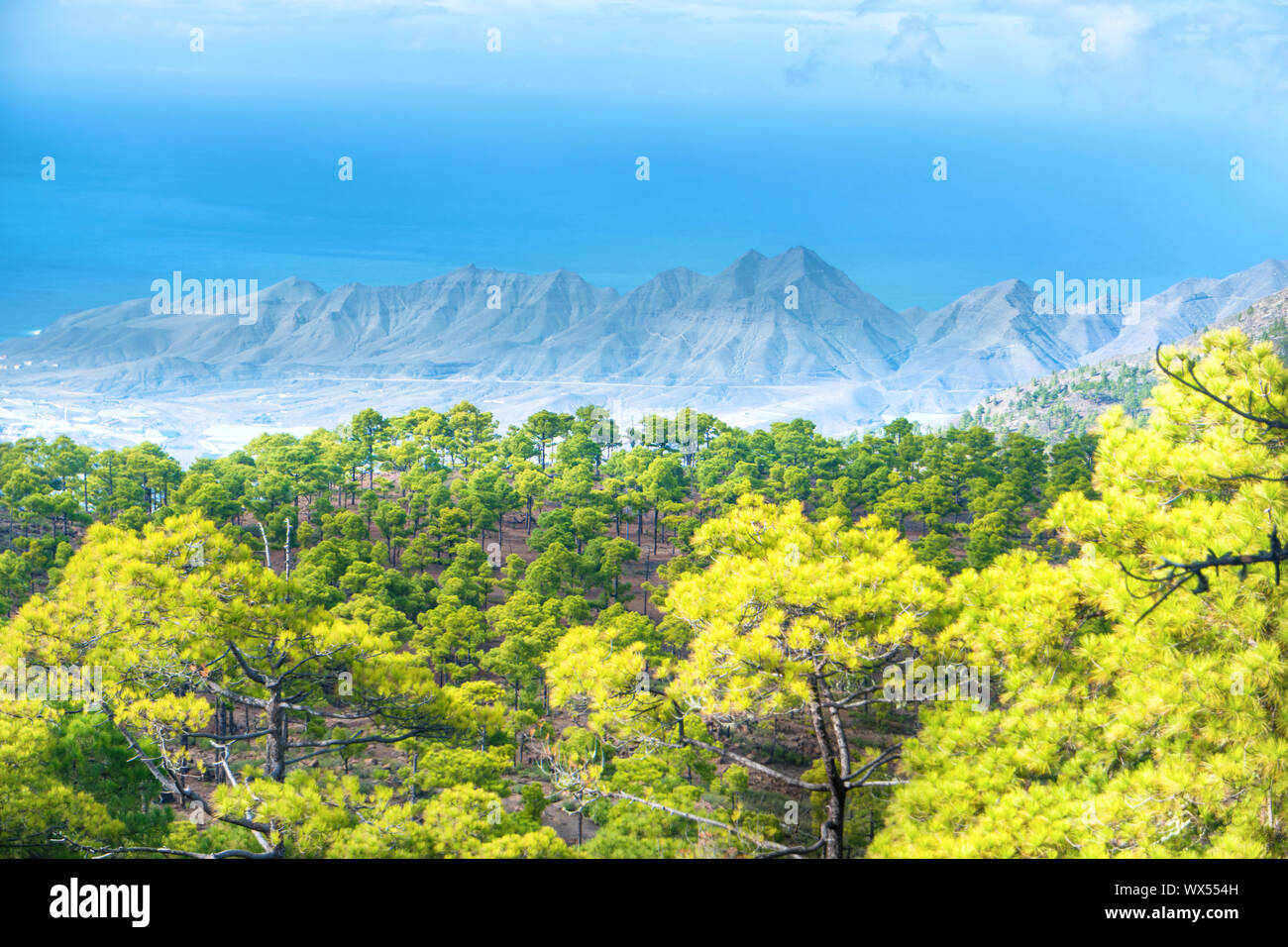 Mountain landscape with green pine trees Stock Photo - Alamy