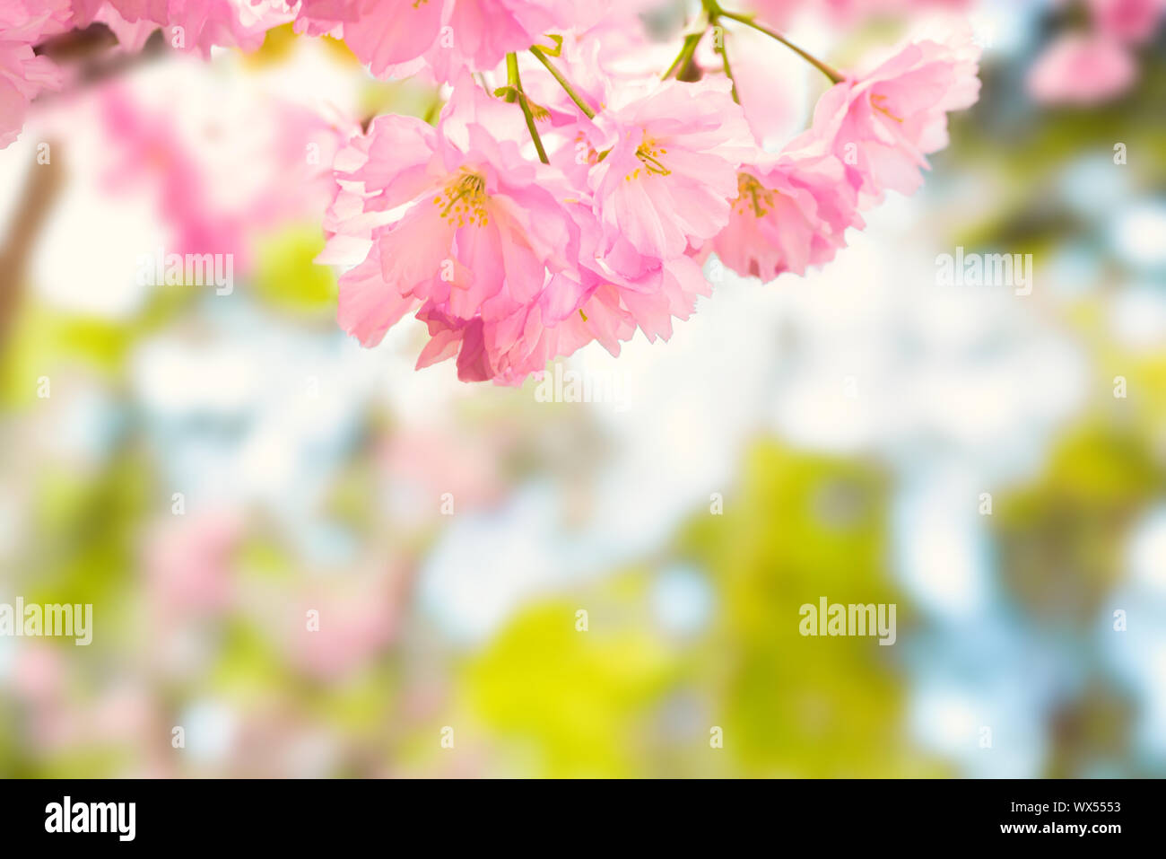Pink sakura flowers on a spring tree Stock Photo Alamy