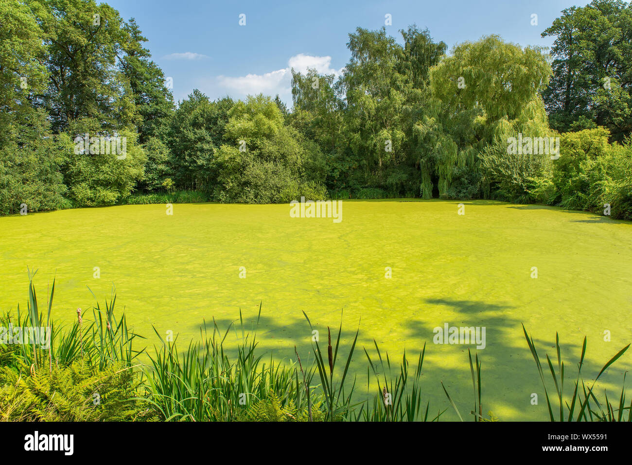 Dutch forest pond covered with green duckweed Stock Photo