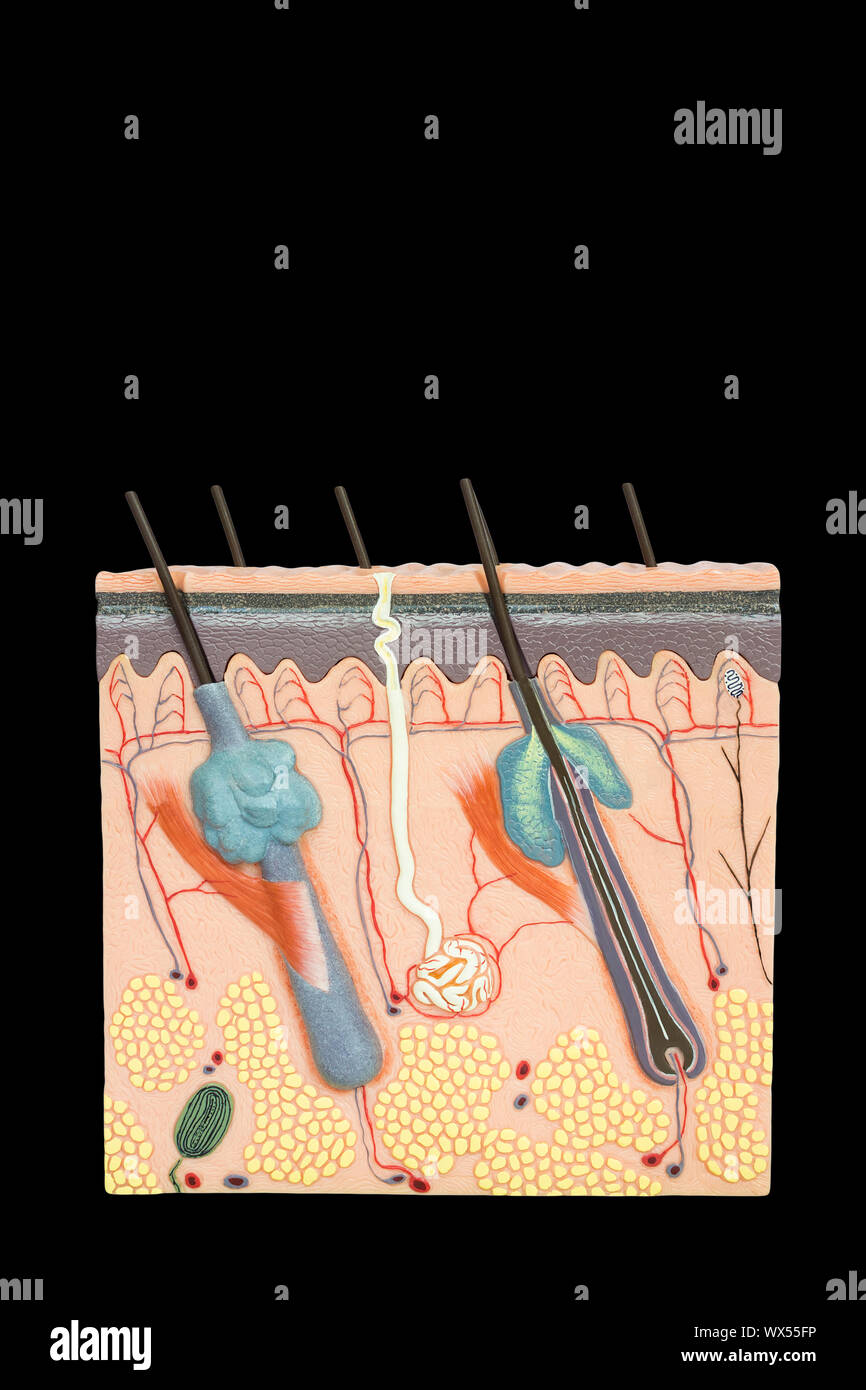 Model human skin tissue isolated on black background Stock Photo