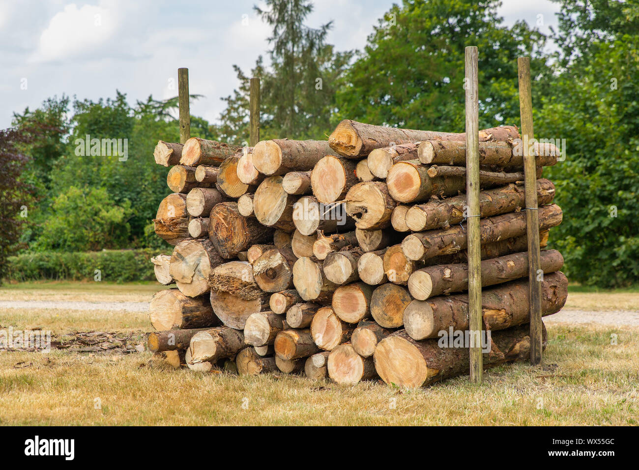 Stack of pine tree trunks in dutch park Stock Photo