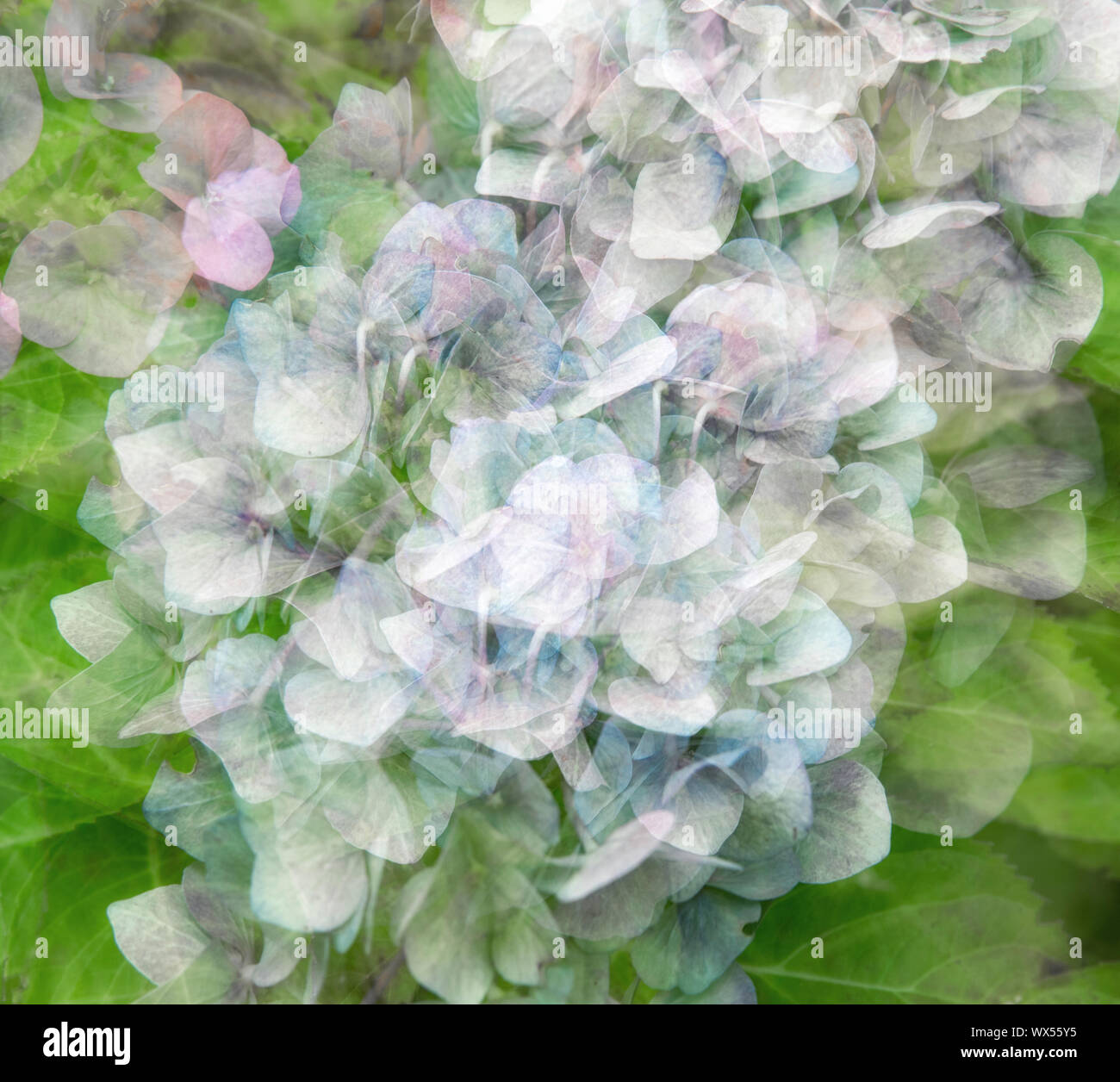 A multiple exposure shot of a hydrangea flower Stock Photo