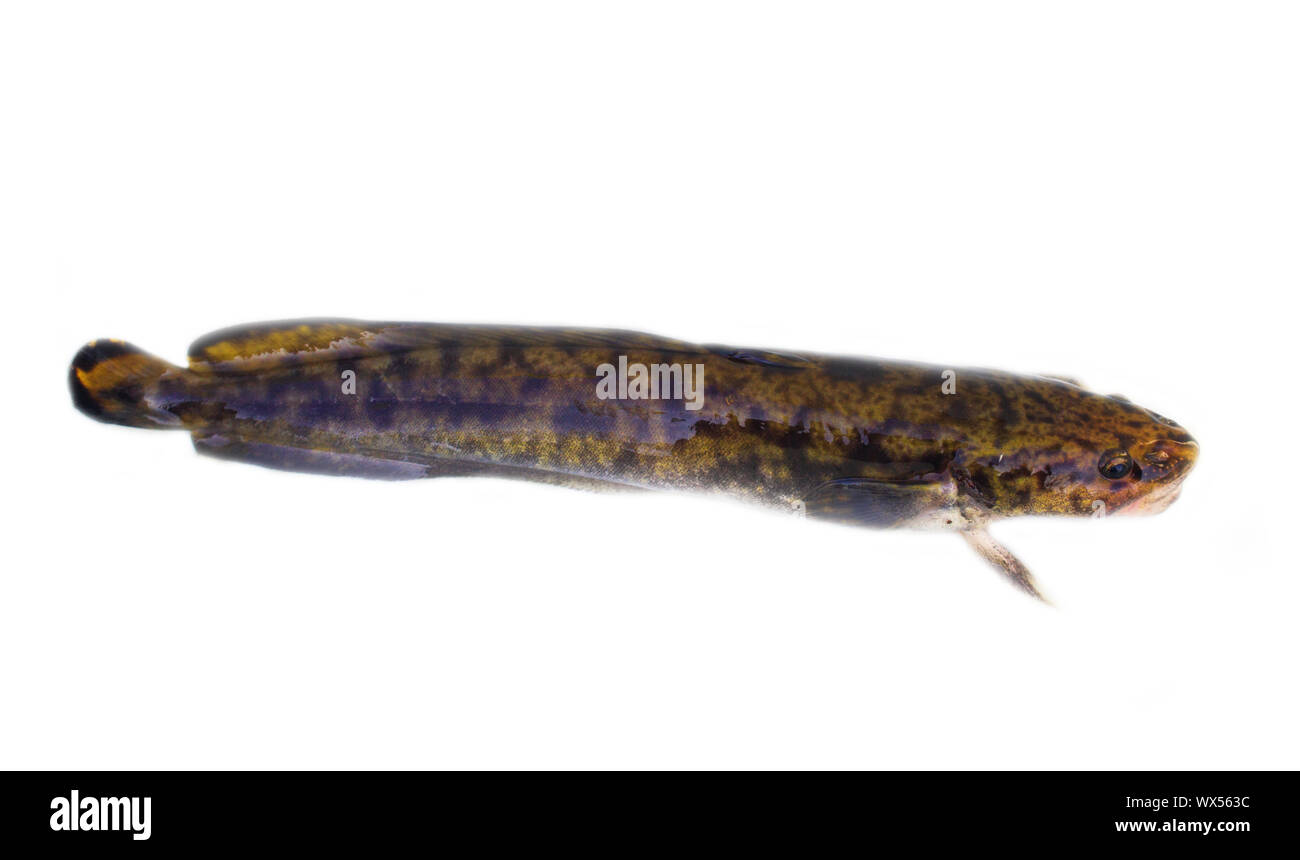 Camouflaged freshwater fish burbot (Lota lota) isolated on white Stock Photo
