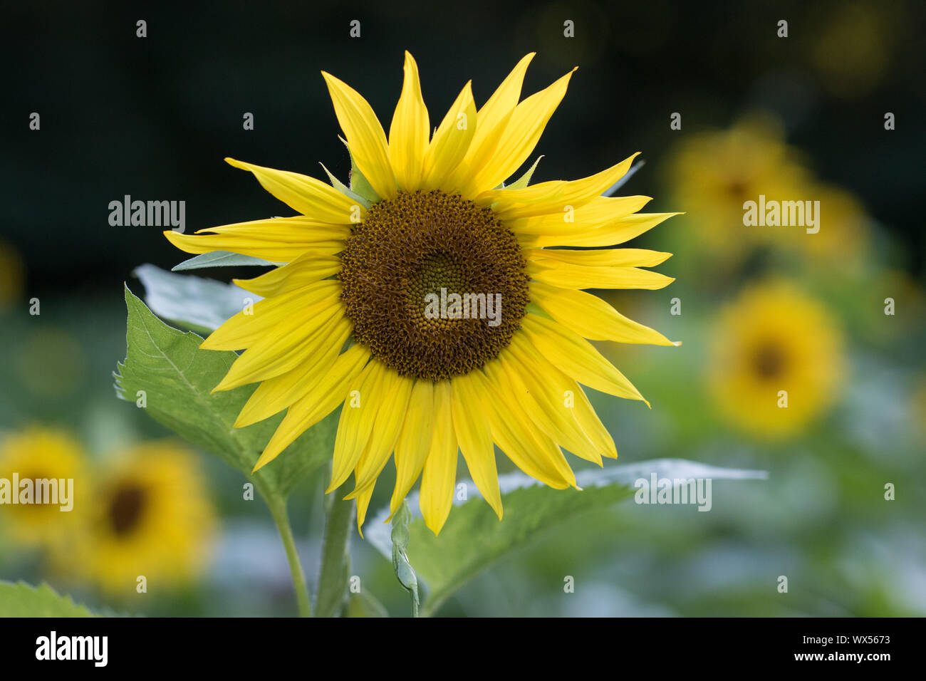 A field of sunflowers in bloom Stock Photo - Alamy
