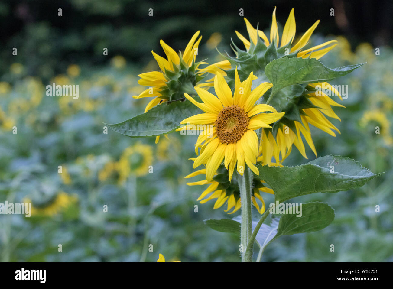 A field of sunflowers in bloom Stock Photo - Alamy