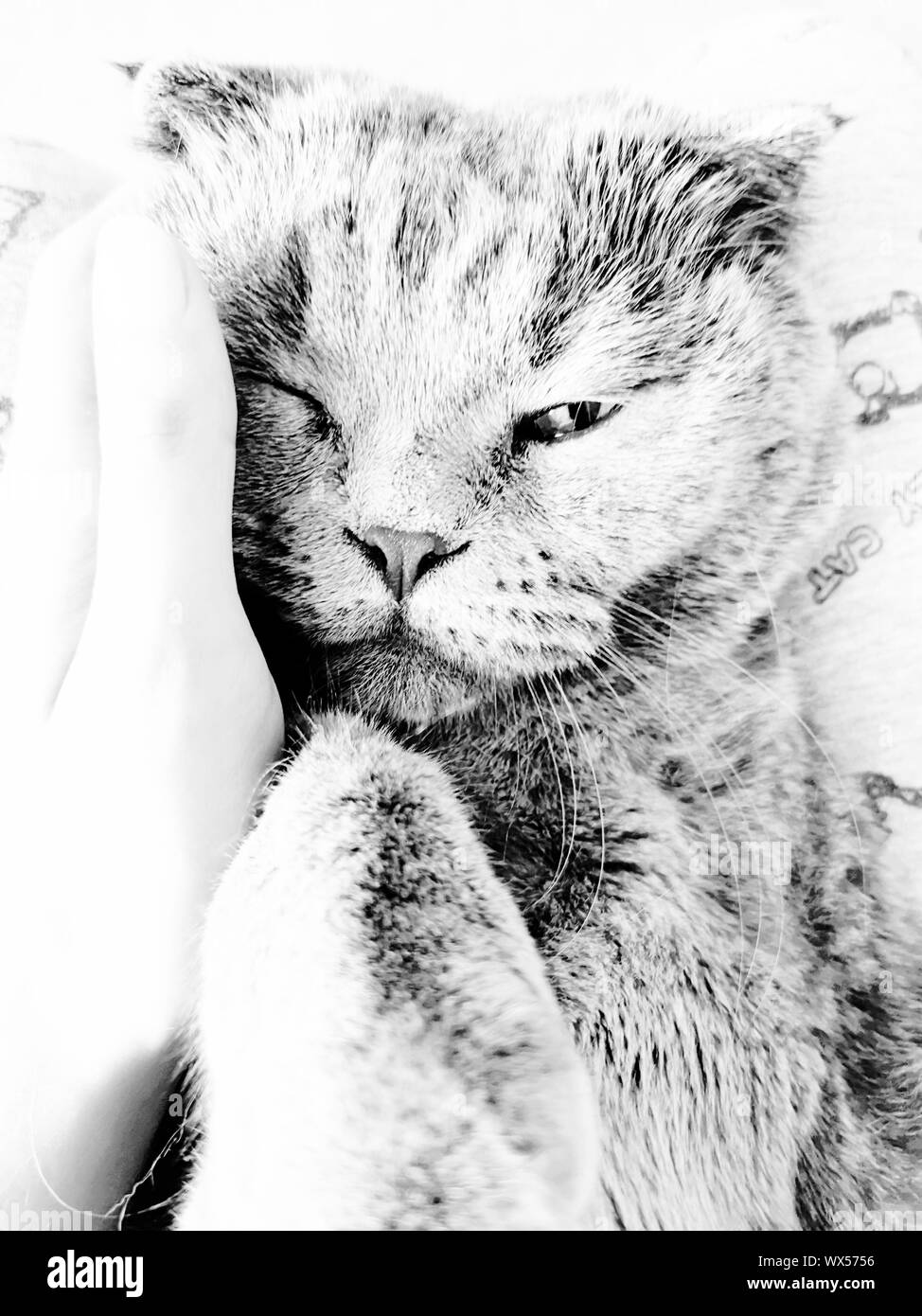 A sleepy blue russian, scottish fold cat Stock Photo