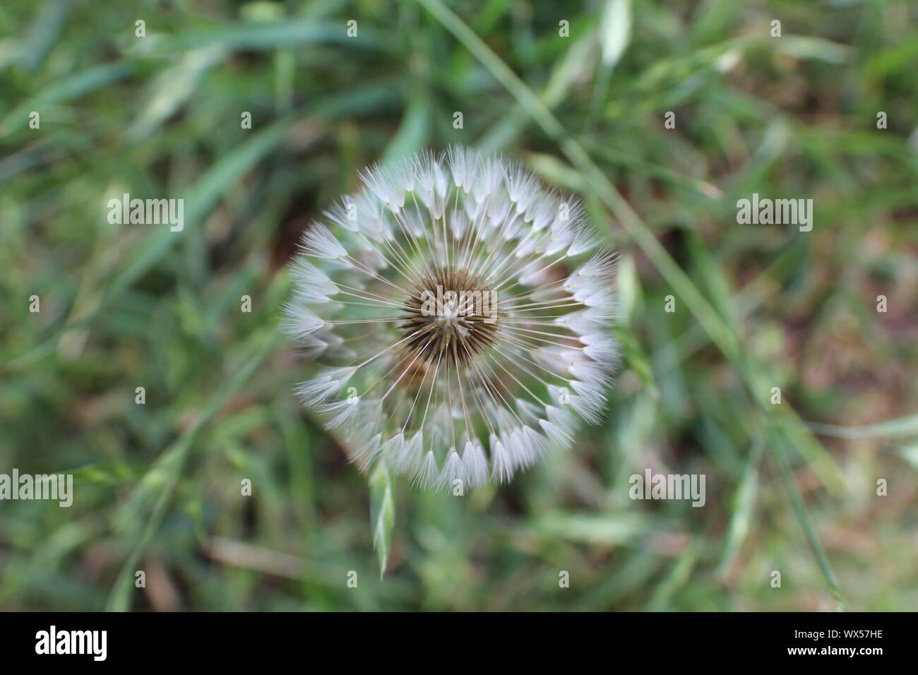 Single Dandelion seedhead Stock Photo