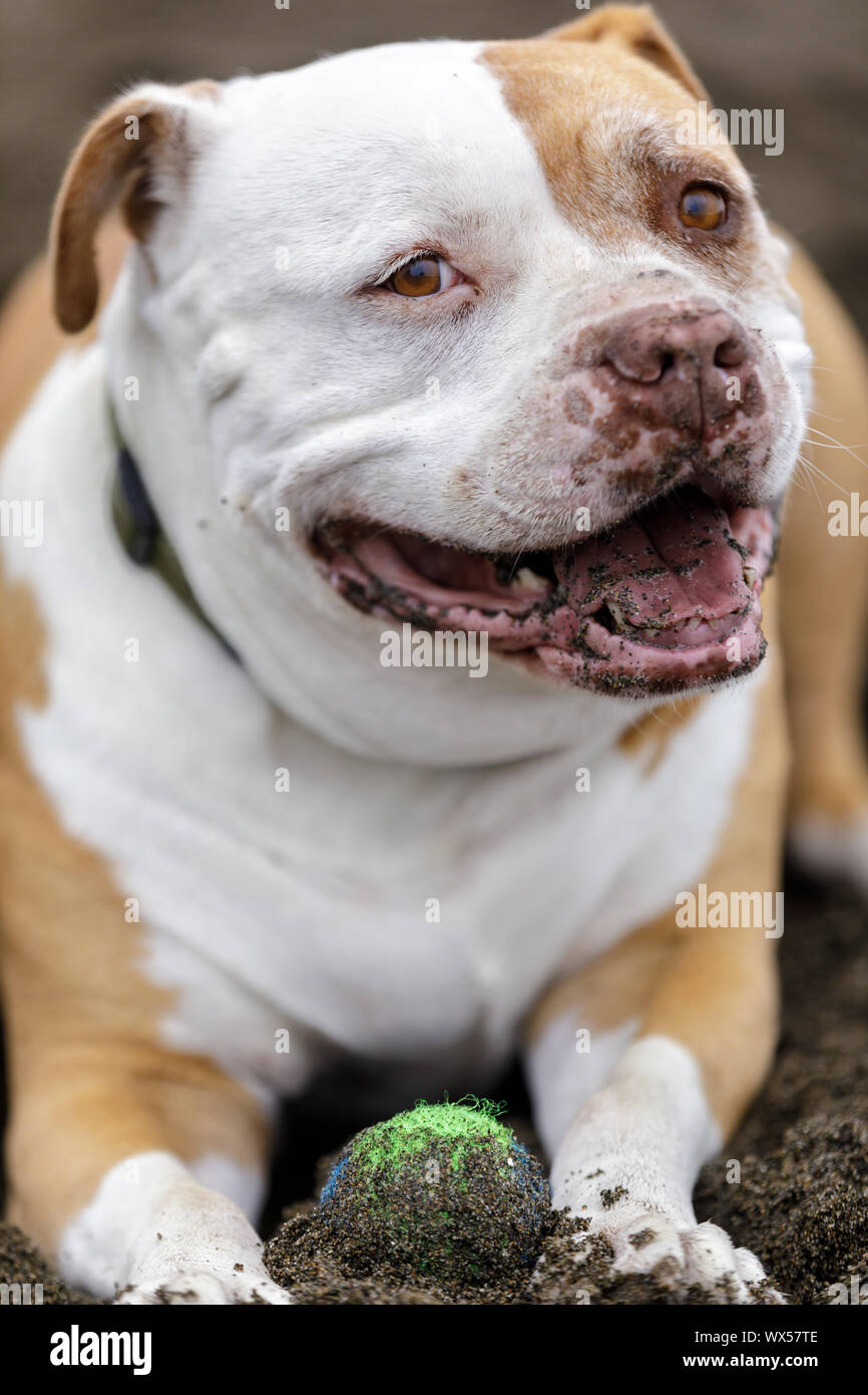 Mastiff tongue hi-res stock photography and images - Alamy