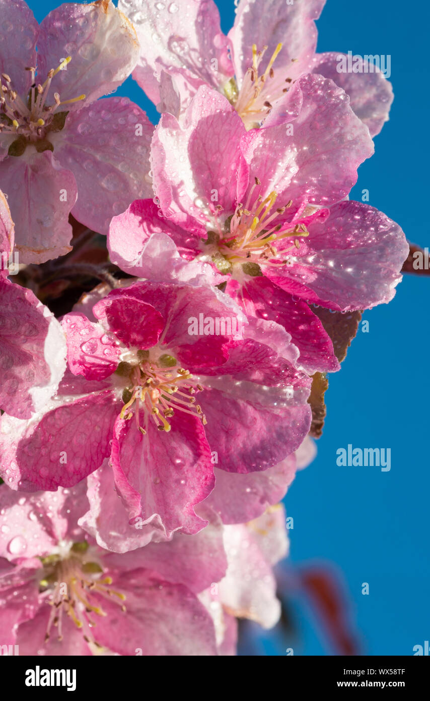 Spring sakura blossom flower twig Stock Photo