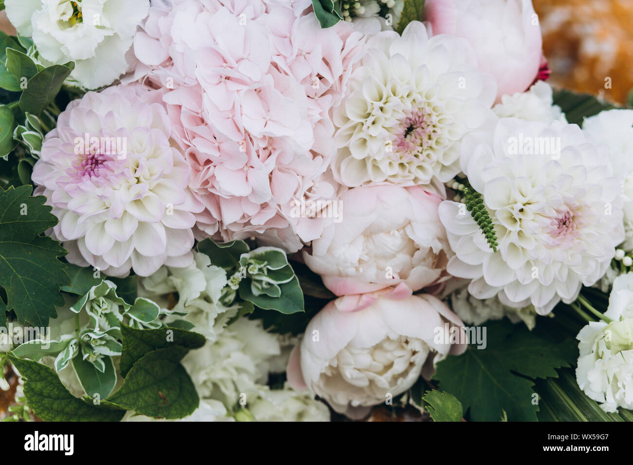 Types Of Flowers Hd Wallpapers Plus