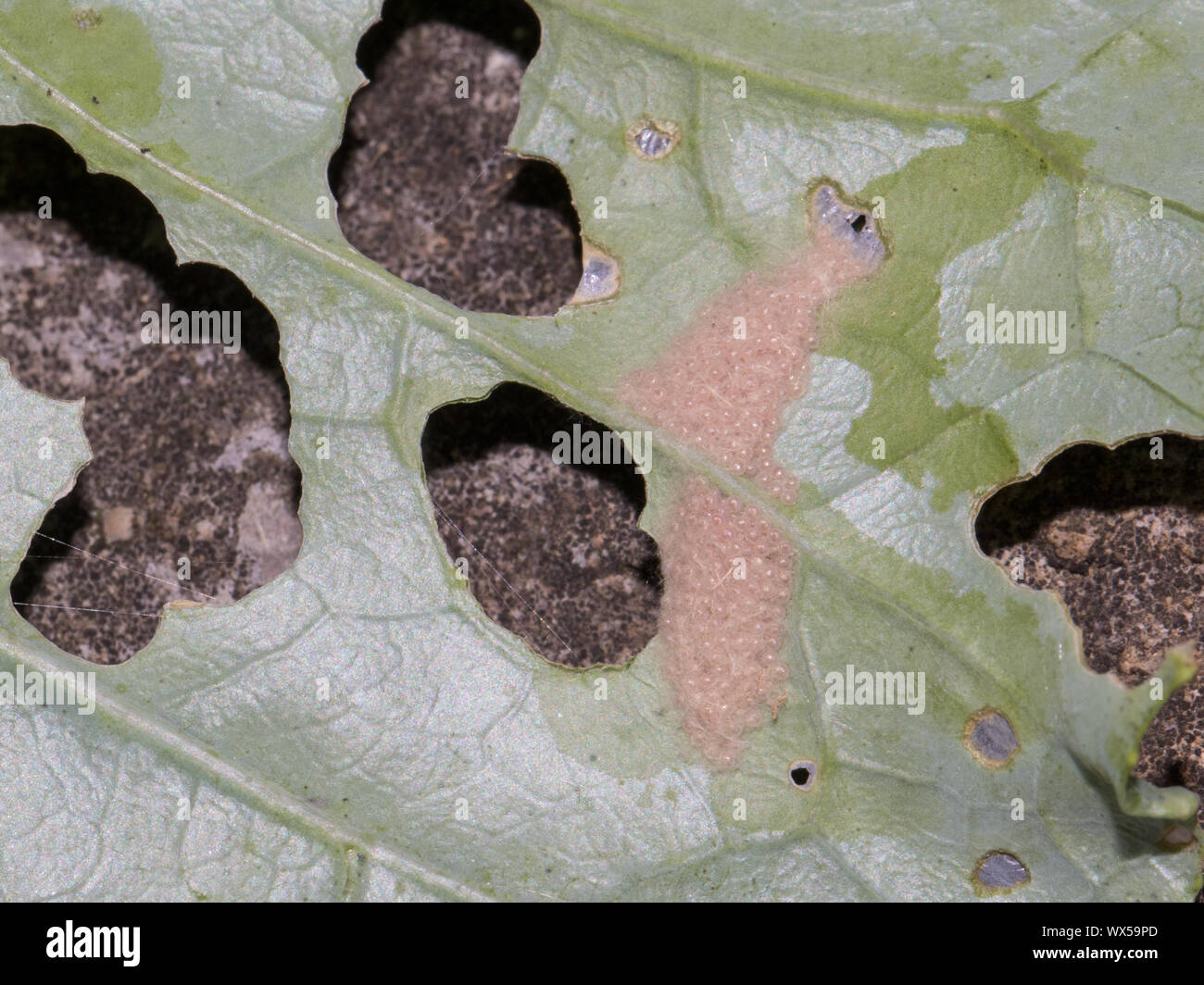 Worm eggs hires stock photography and images Alamy