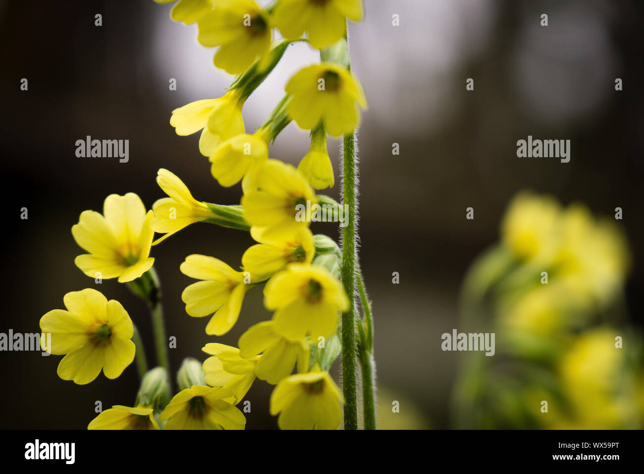 Spring flower yellow meadow woods forest tree Stock Photo