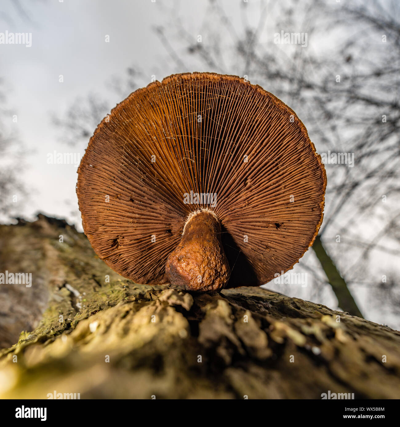 macro photograph close up of beautiful mushrooms in the woods in autumn with moss Stock Photo