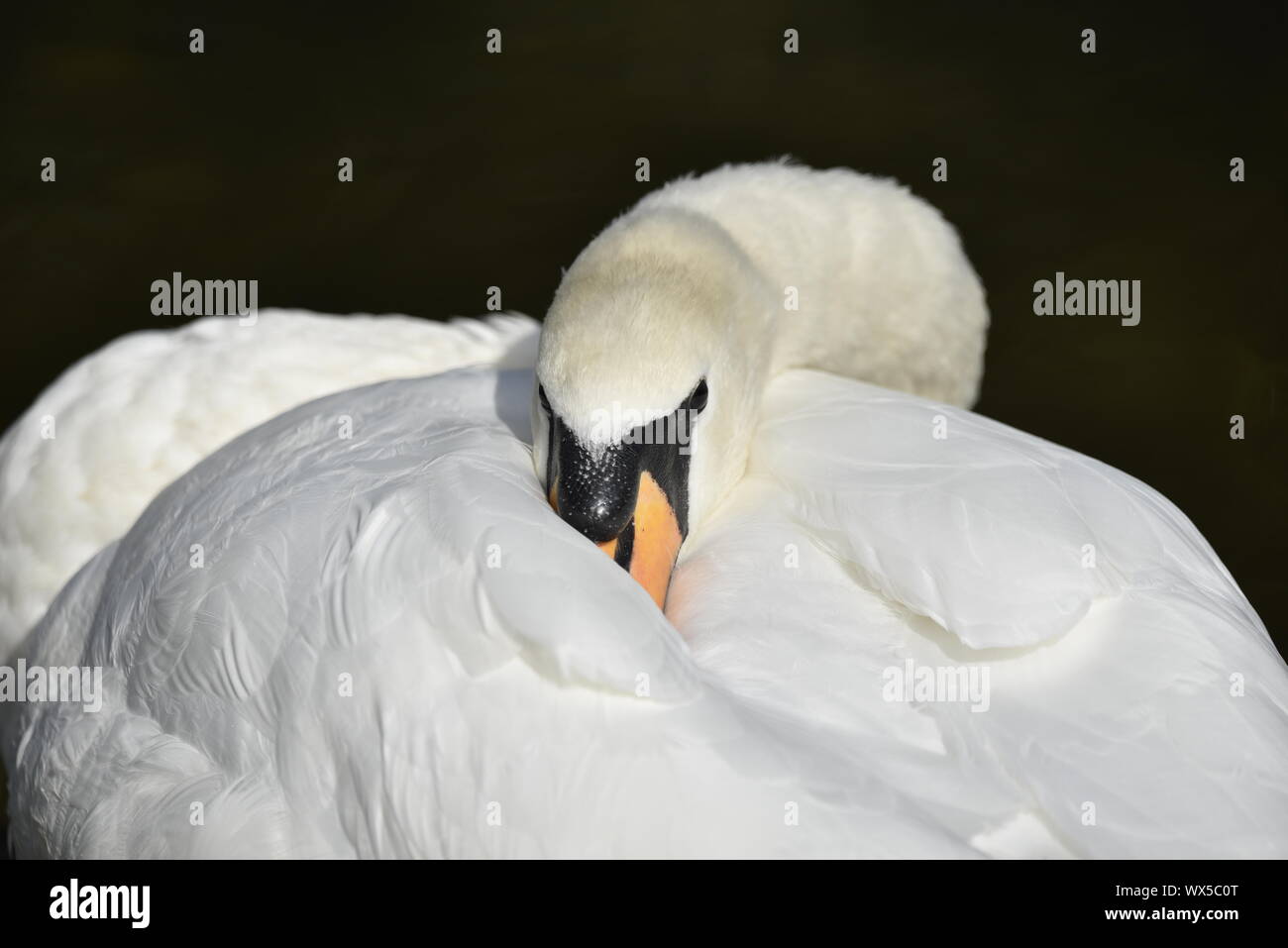 Mute Swan Preening Facing Camera Stock Photo