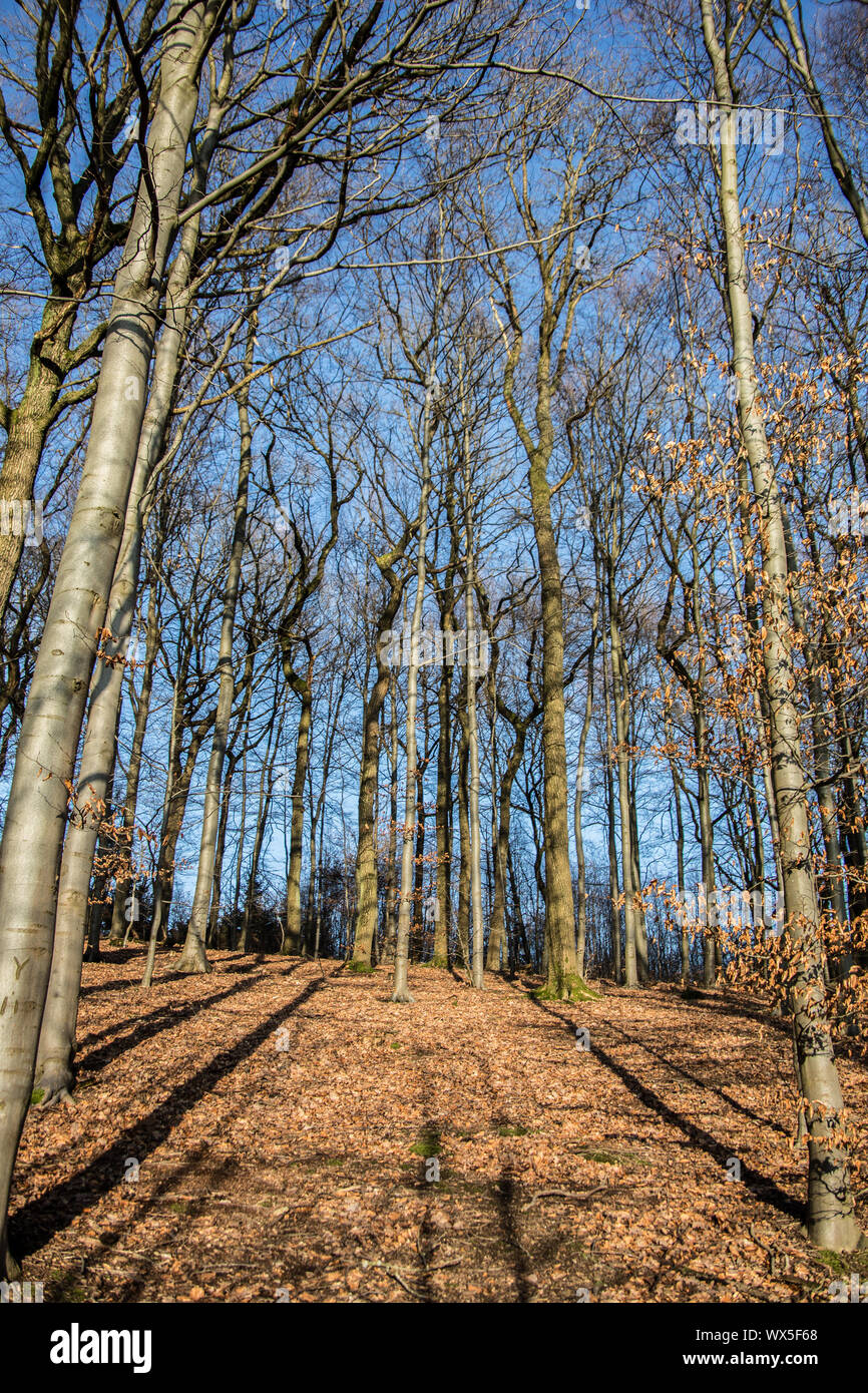 bare winter forest with blue sky Stock Photo