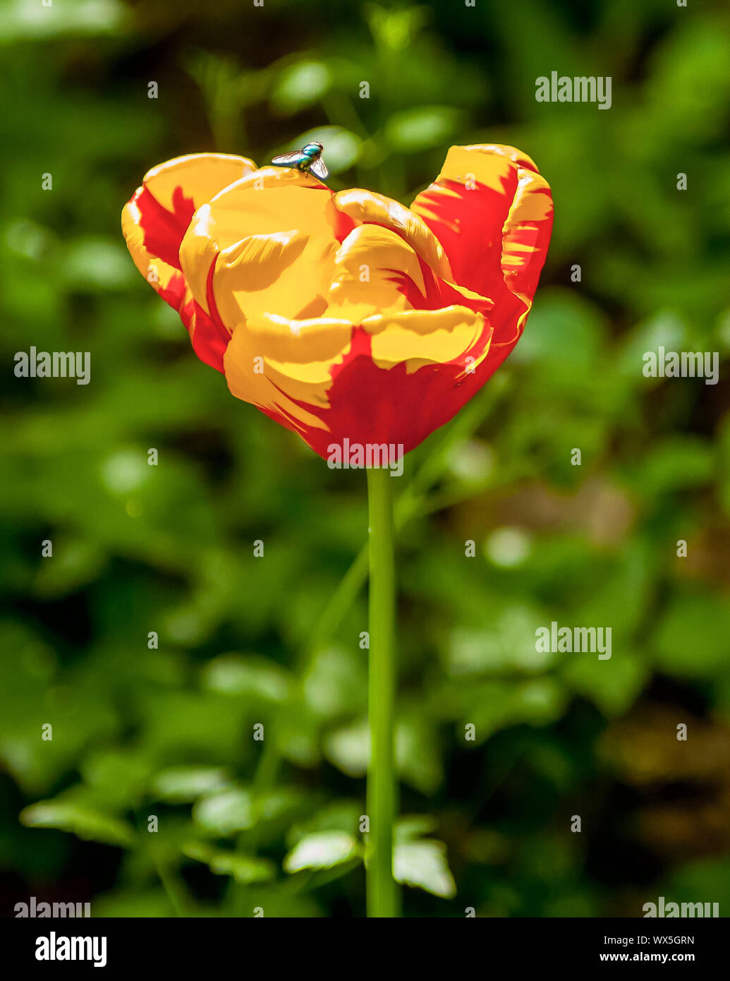 orange and red poppy close up Stock Photo