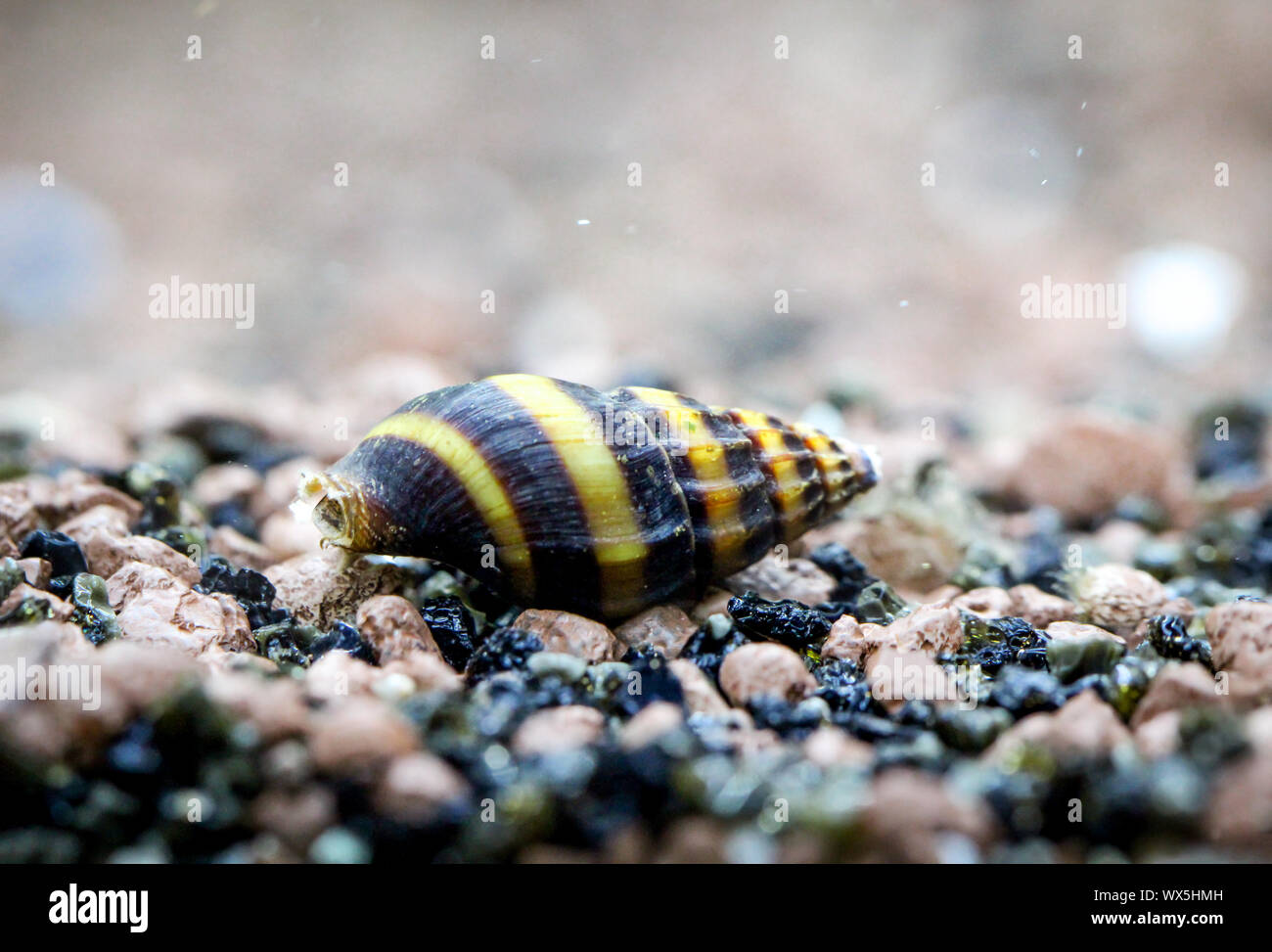 a Snail (Clea Helena)in the aquarium Stock Photo Alamy