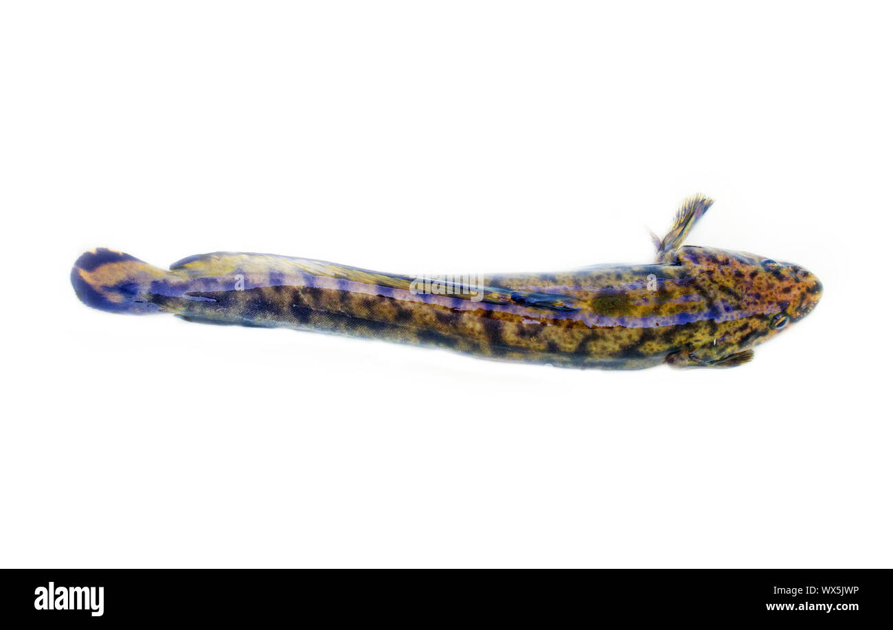 Camouflaged freshwater fish burbot (Lota lota) isolated on white Stock Photo
