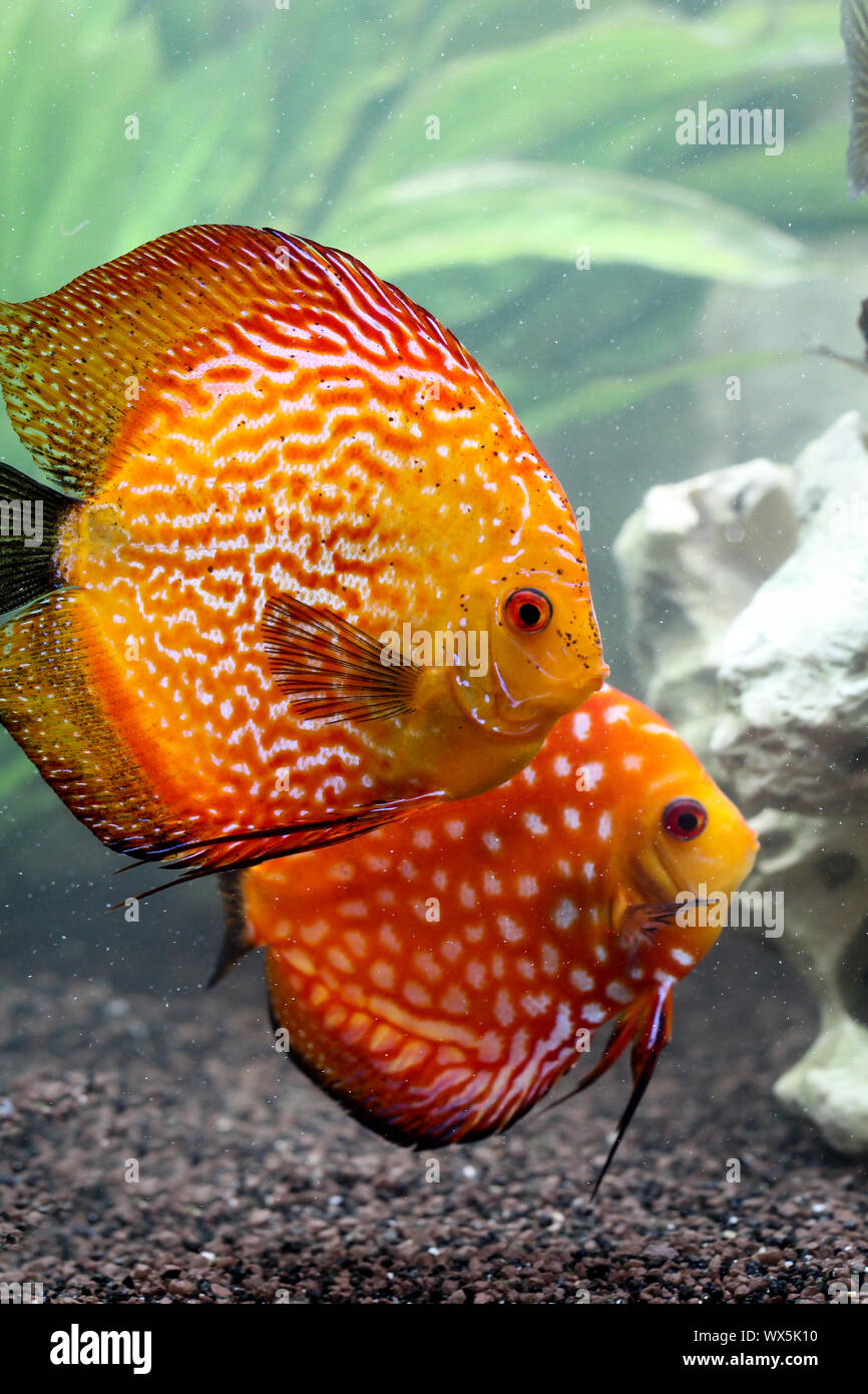 portrait of a discus fish Stock Photo Alamy