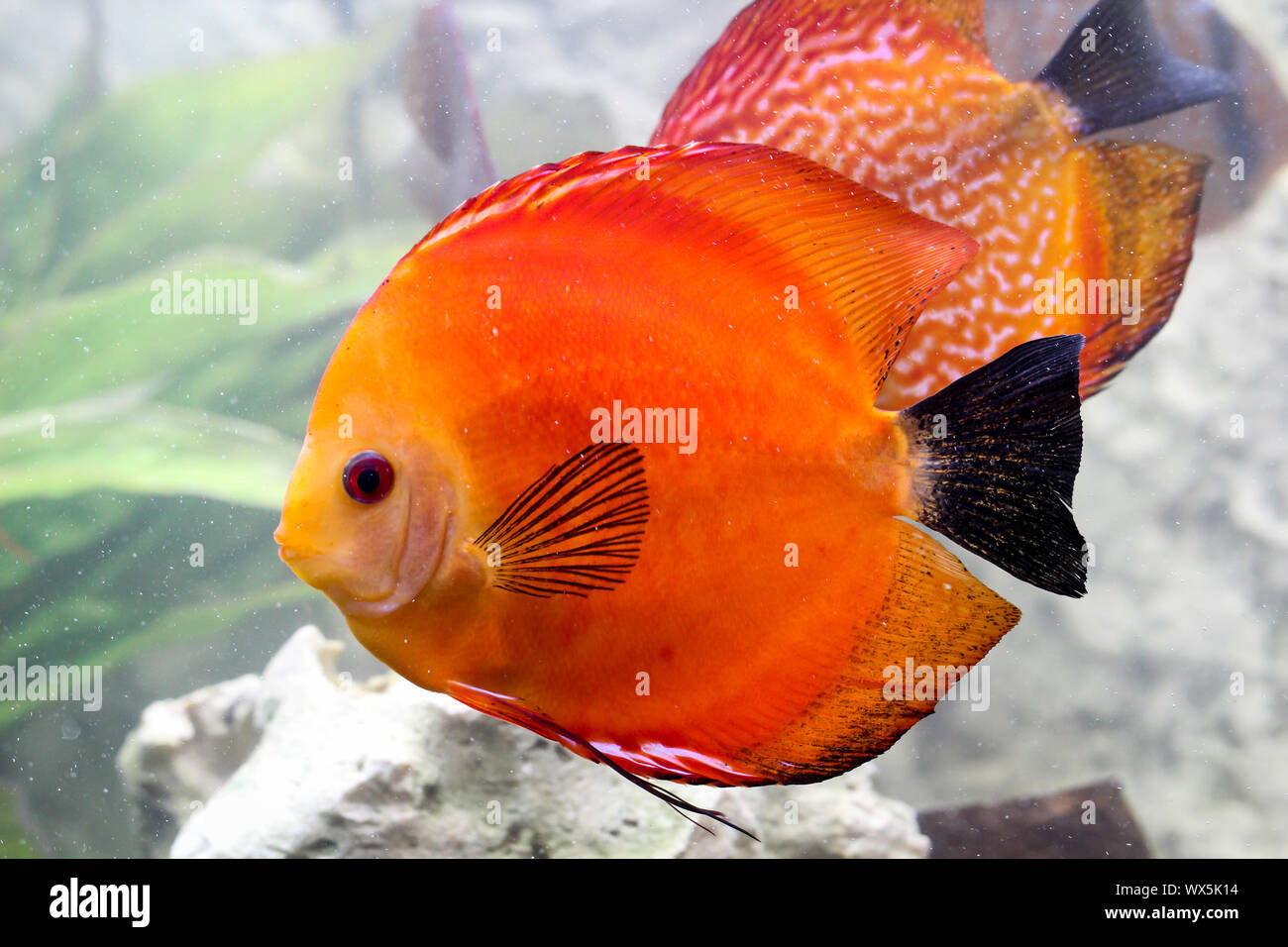 portrait of a discus fish Stock Photo Alamy