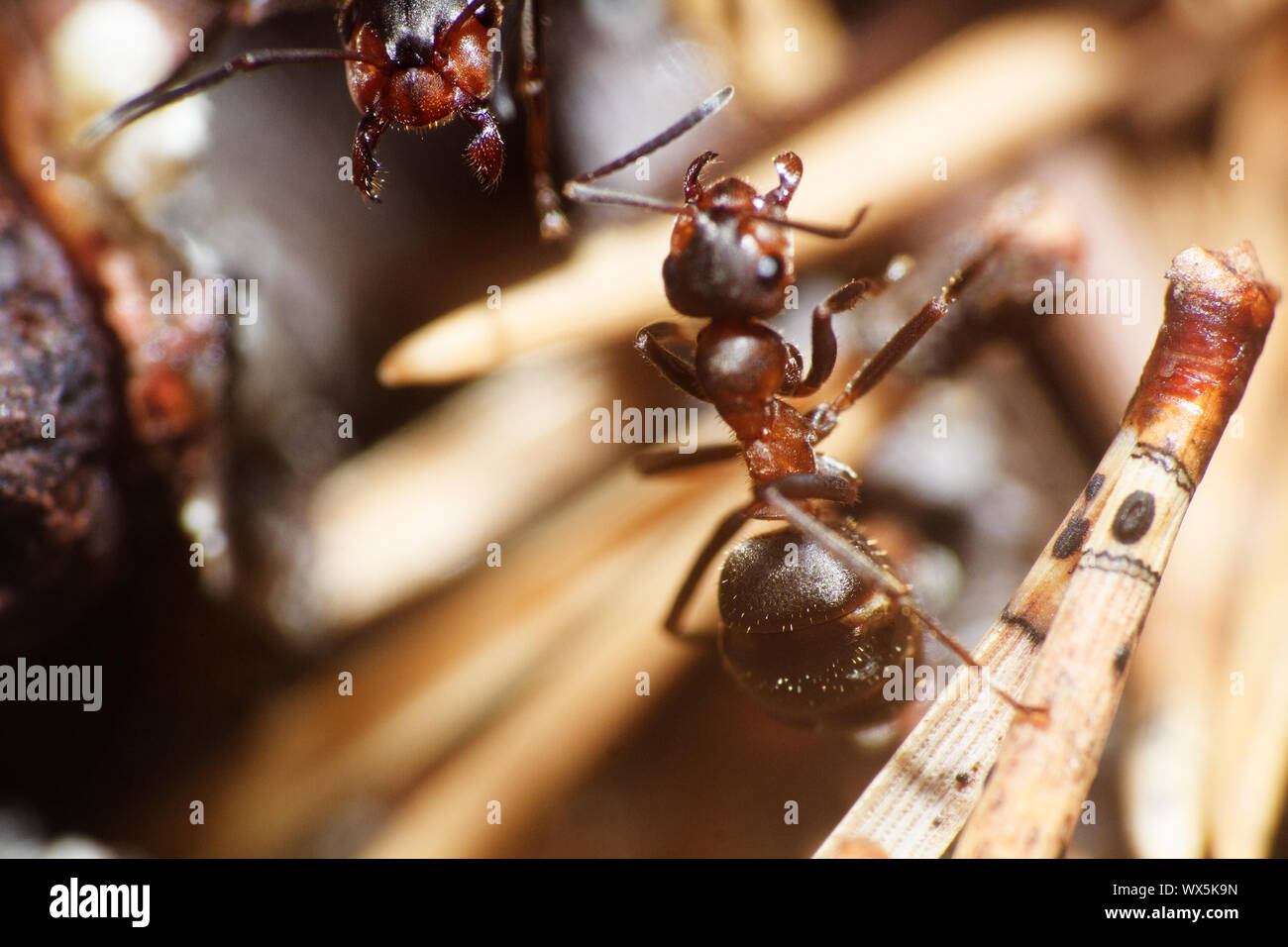 one insect, the ant portrait Stock Photo