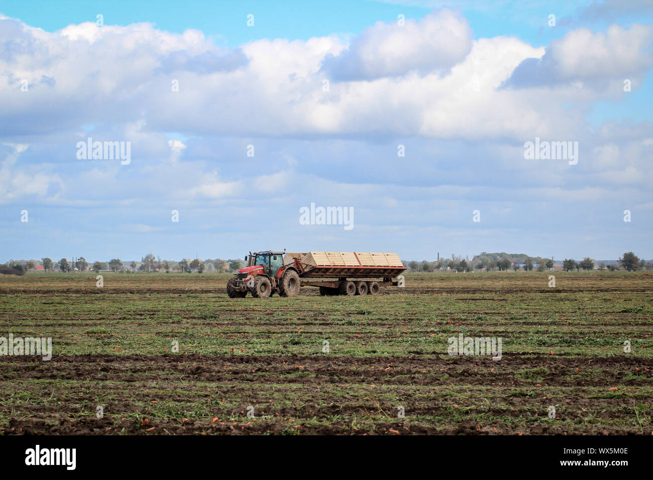 Tractor on the field at the carrot harvest Stock Photo - Alamy