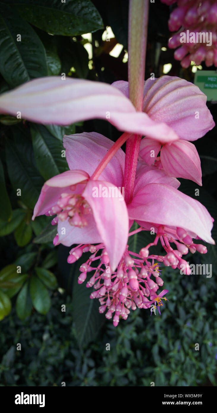 pink blossom in botanical garden Stock Photo - Alamy