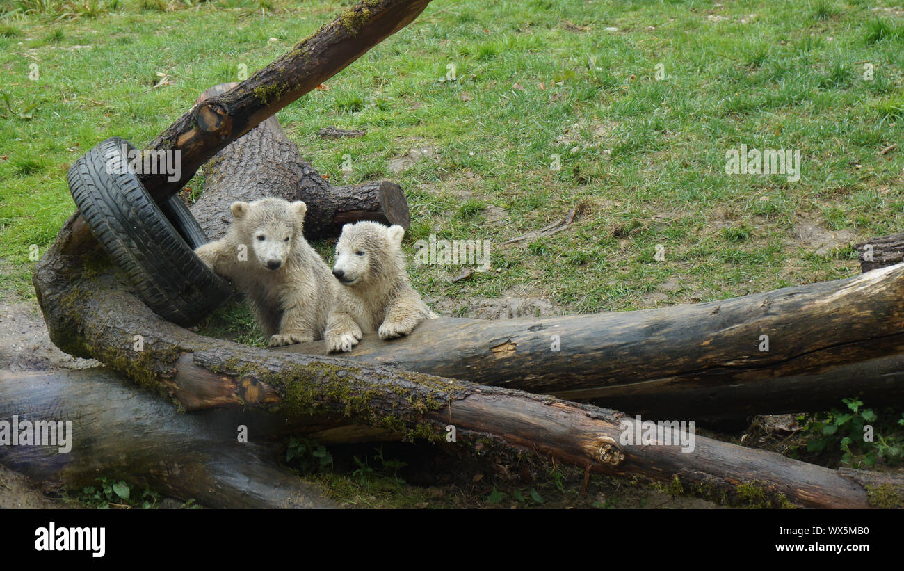 Polar bear babys plaing on logs with car tire Stock Photo