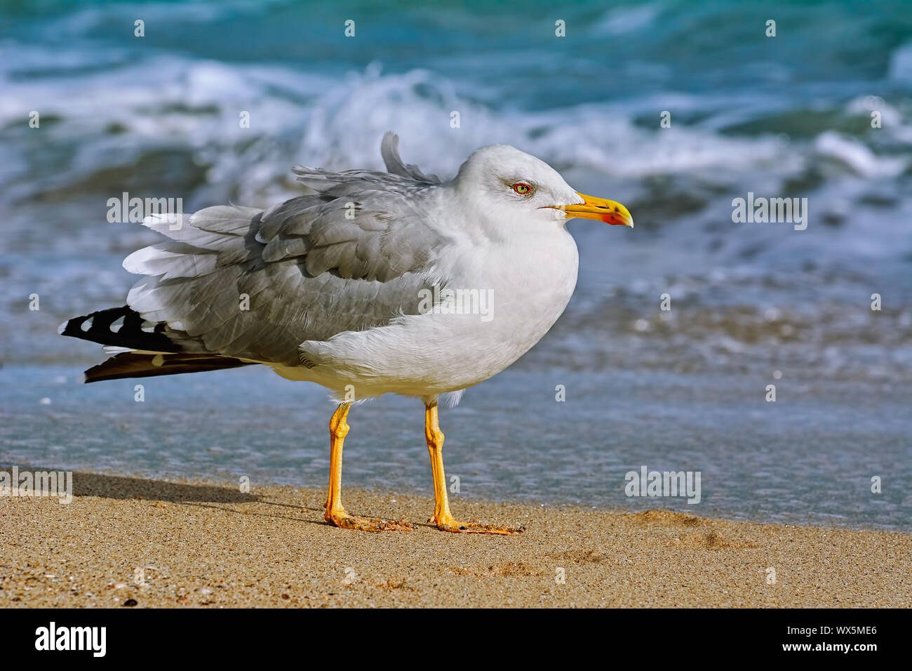 Seagull on the shore Stock Photo