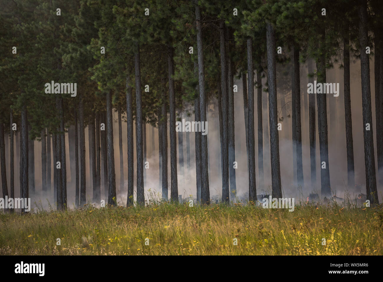 Wildfire, fire in a forest. Stock Photo