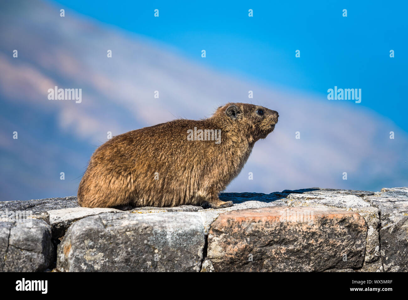 Rock Hyrax or Procavia capensis at Table Mountain National Park, South Africa. Stock Photo