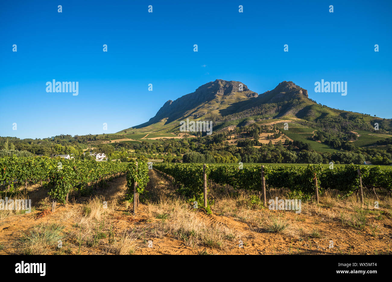 Simondium Beautiful landscape of Cape Winelands, wine growing region in South ...