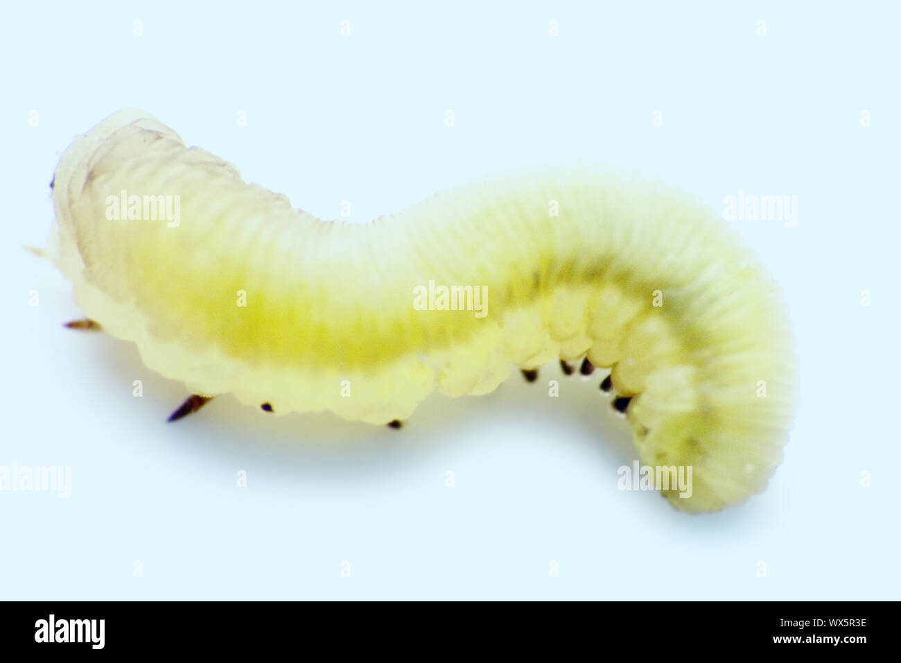 Bright green caterpillar close-up Stock Photo