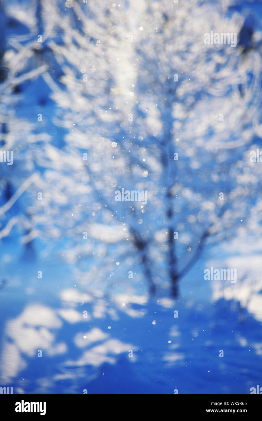 pine forest in snow Stock Photo - Alamy