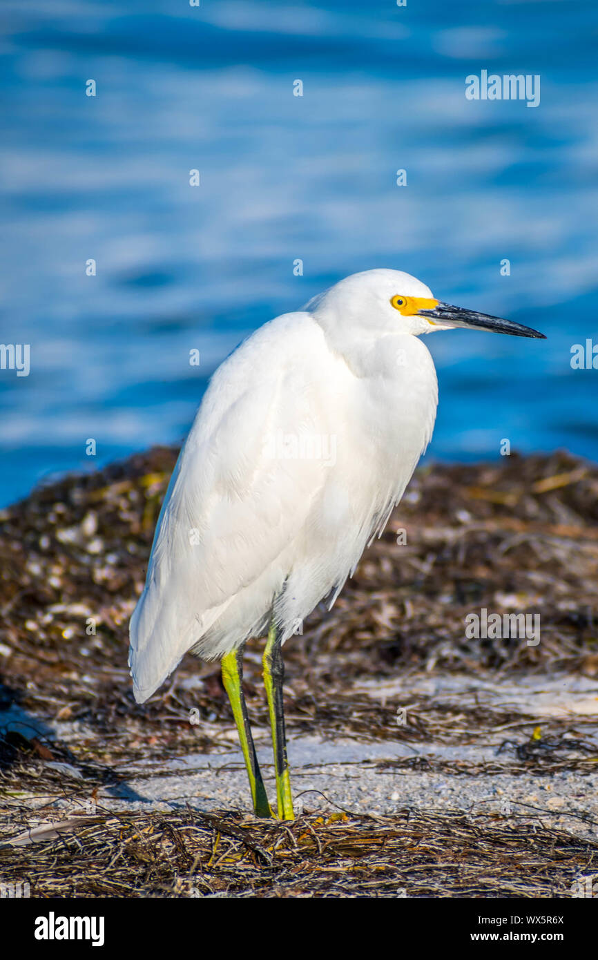 BEAUTIFUL PHOTOGRAPH OF A SNOWY EGRET WADING IN THE PACIFIC OCEAN 